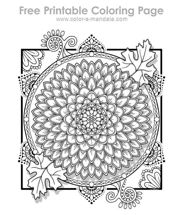 Sample image of a Chrysanthemum flower coloring page.