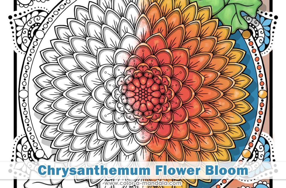 Image of coloring page of a Chrysanthemum Flower mandala. The picture is partially colored in.